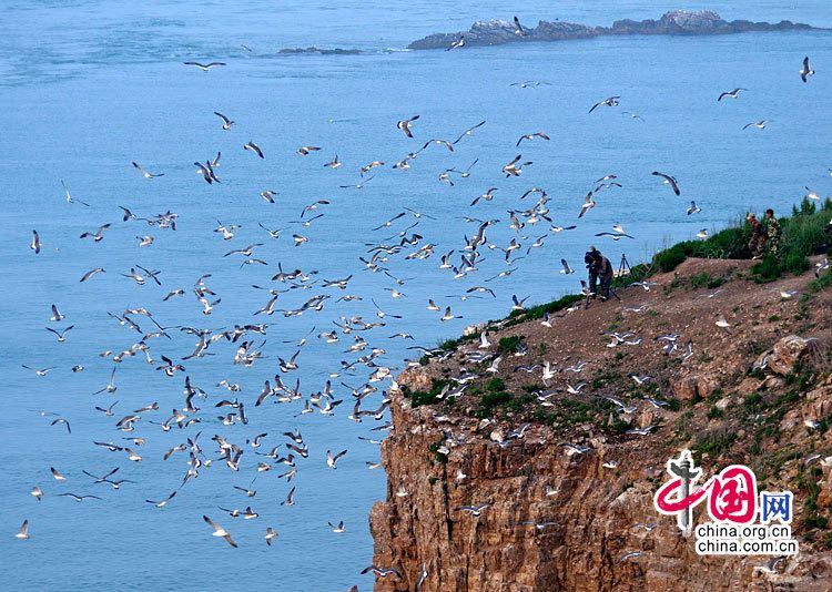 Остров Хайлюйдао - ?королевство? морских чаек