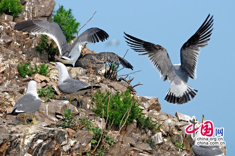 Остров Хайлюйдао - ?королевство? морских чаек