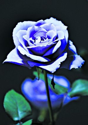 Синяя роза на Международной ярмарке цветов в Токио 