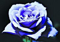 Синяя роза на Международной ярмарке цветов в Токио