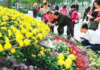 В храме Цяньванцы прошла выставка хризантем