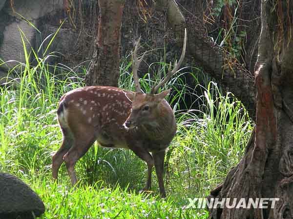 Тайваньская сторона подарит Континентальной части Китая пятнистого оленя и гималайскую антилопу Сирау 1