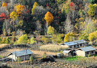 Золотая осень в районе китайского Сюегу провинции Хэйлунцзян 