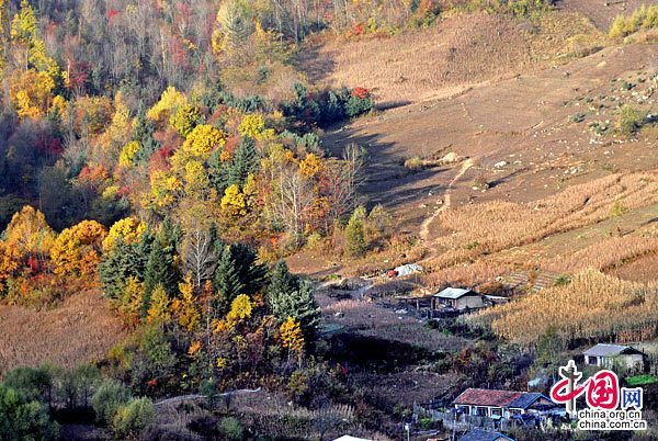 Золотая осень в районе китайского Сюегу провинции Хэйлунцзян 