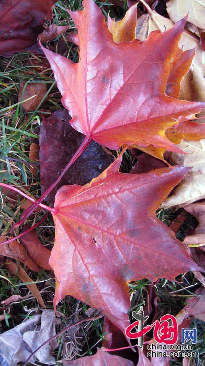 Осенние пейзажи в канадском Виндзоре4