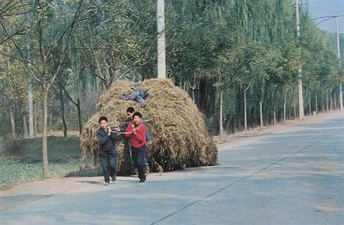 На снимке: тогда все пекинские школьники принимали участие в труде ?Учиться у крестьян?.