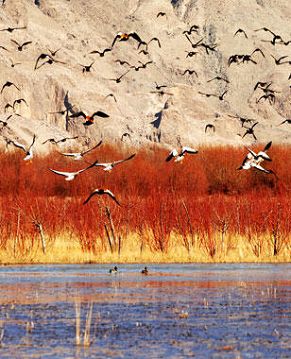 Река Лхаса – рай для птиц