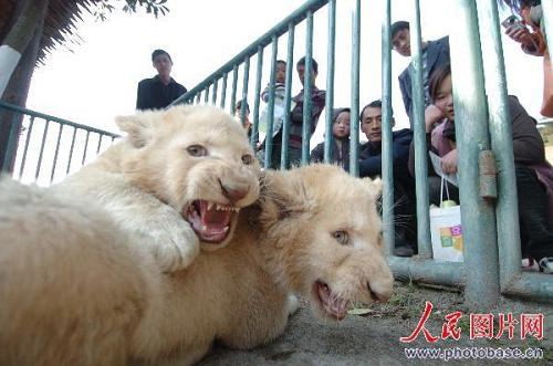 Близнецы белых львов в городе Нинбо провинции Ханчжоу