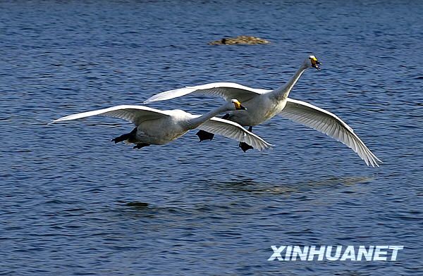 Город Жунчэн - известное место зимовки лебедей 