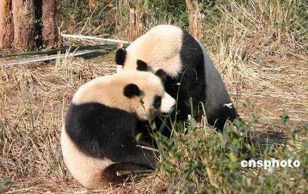 Счастливые супруги-панды Туаньтуань и Юаньюань, ожидающие отправления в провинцию Тайвань