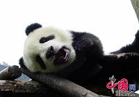 Симпатичные большие панды Туаньтуань и Юаньюань, ожидающие отправления в провинцию Тайвань 