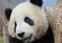 Симпатичные большие панды Туаньтуань и Юаньюань, ожидающие отправления в провинцию Тайвань 