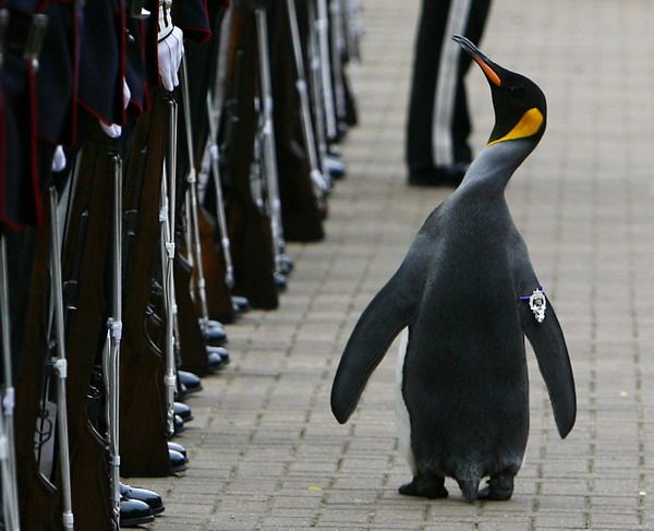 2008 год пройдет, а принесенные им радости останутся 5