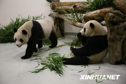 Большие панды Туаньтуань и Юаньюань едят листья зеленого бамбука, растущего на Тайване
