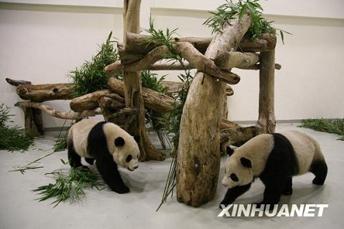 Большие панды Туаньтуань и Юаньюань едят листья зеленого бамбука, растущего на Тайване