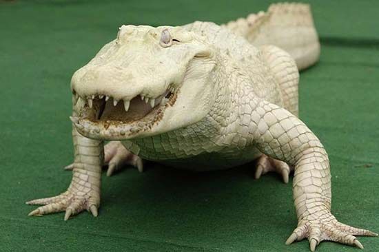 Крутой зверь: белый крокодил по имени ?Белый солитер?.
