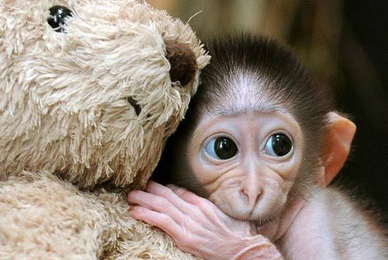 Трусливое животное: в лондонском зоопарке трехнедельная обезьянка чувствует себя в безопасности, когда остается с плюшевым мишкой.