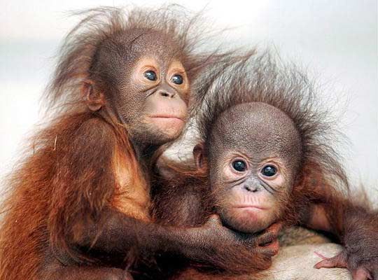 Шаловливые животные: орангутанги в Индонезии.