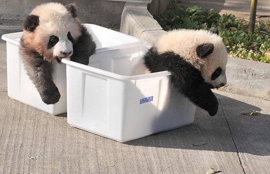 Симпатичные животные: бамбуковые панды.