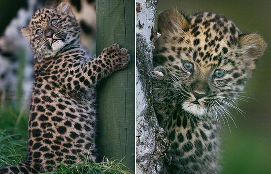 Симпатичные дикие животные: два восьминедельных леопарда.