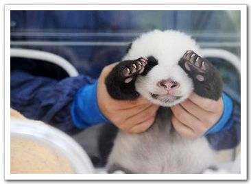 Самое скромное животное: панда, которая закрывает лапами свою морду перед фотографом.