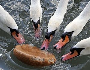 Синхронное плавание в исполнении лебедей