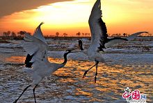 Заповедник Чжалун - рай для водоплавающих птиц 