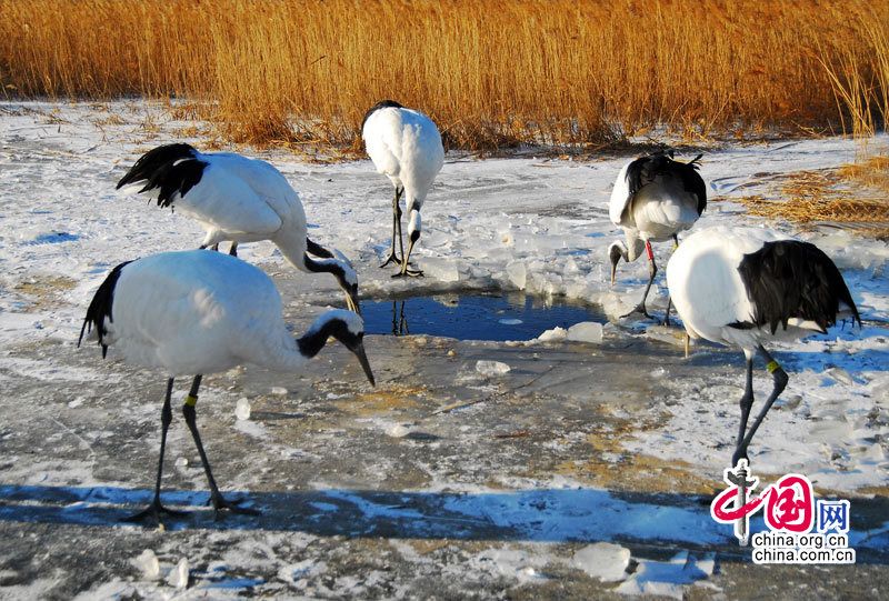 Заповедник Чжалун - рай для водоплавающих птиц 