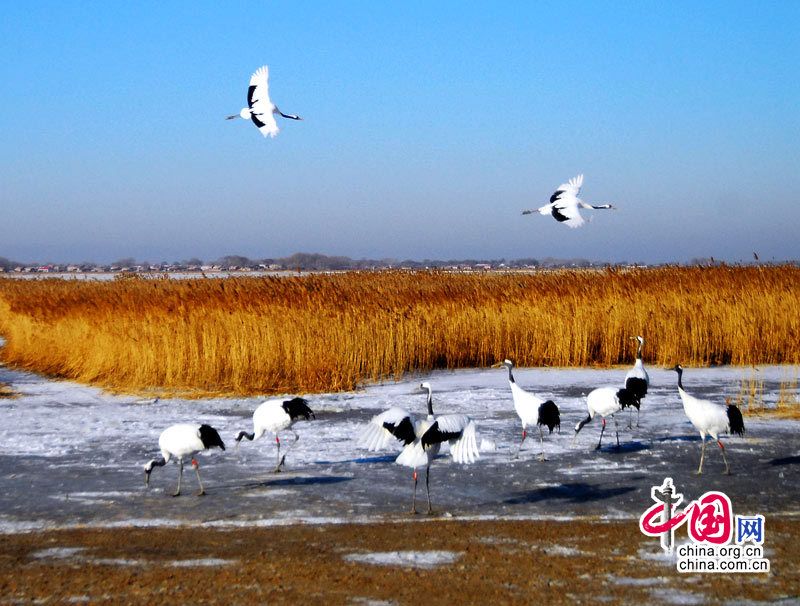 Заповедник Чжалун - рай для водоплавающих птиц 