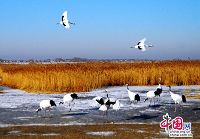 Заповедник Чжалун - рай для водоплавающих птиц