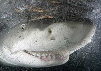 «Улыбка акулы»: лучшая фотография природного явления в 2008 году