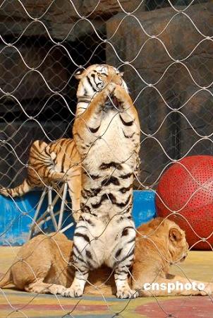 Поздравительные жесты львов и тигров по поводу Нового года в зоопарке Наньнина