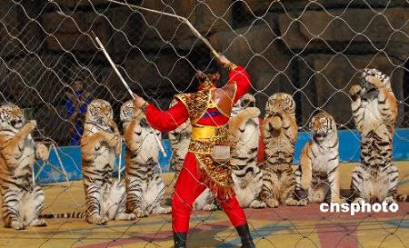 Поздравительные жесты львов и тигров по поводу Нового года в зоопарке Наньнина