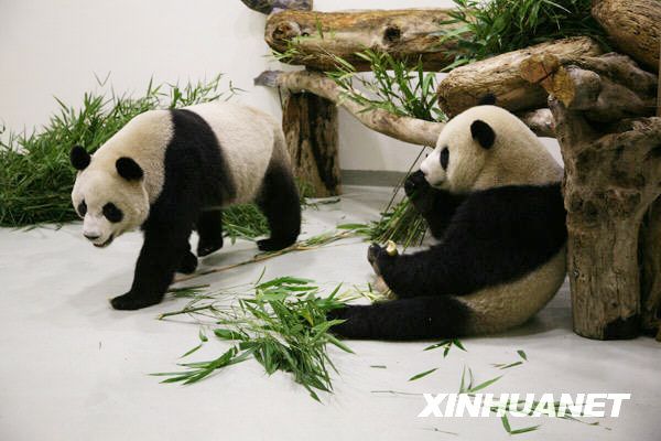 Подаренные Тайваню материковой частью Китая большие панды привыкли к местной пище