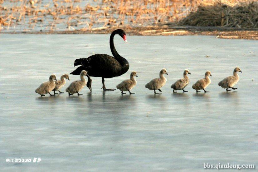 Счастливая семья черных лебедей