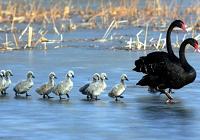 Счастливая семья черных лебедей