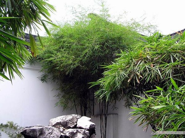 Восхитительный бамбуковый лес
