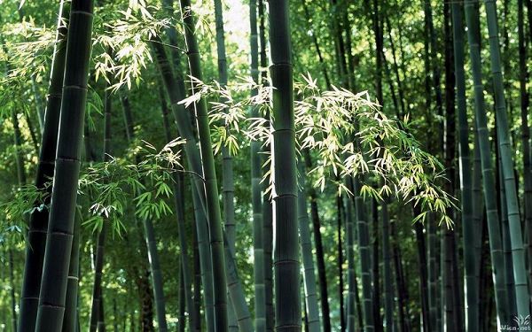 Восхитительный бамбуковый лес
