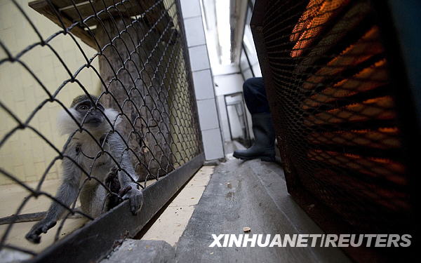 Из-за продолжительных споров между Россией и Украиной вокруг поставок природного газа Софийский зоопарк в Болгарии отключил отопление. Хотя работают электрические обогреватели, но 1300 животных в зоопарке все-таки испытывают суровый холод.