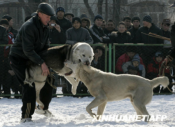 Собачьи бои 