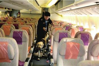Собаки, натренированные для борьбы с наркотиками, впервые поднялись на борт самолета для проведения работы
