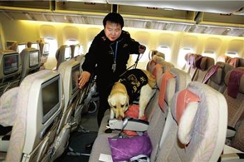 Собаки, натренированные для борьбы с наркотиками, впервые поднялись на борт самолета для проведения работы