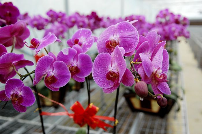 Красивые орхидеи 1