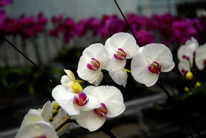 Красивые орхидеи 2
