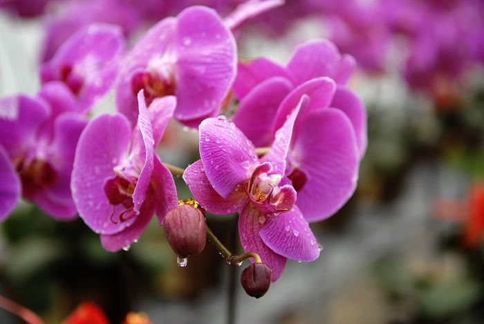 Красивые орхидеи 3