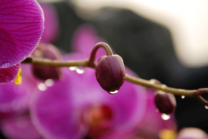 Красивые орхидеи 4