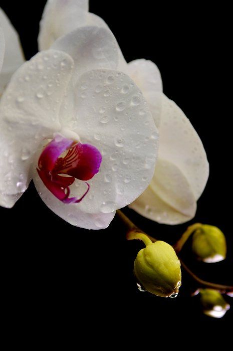 Красивые орхидеи 5