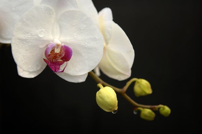 Красивые орхидеи 6