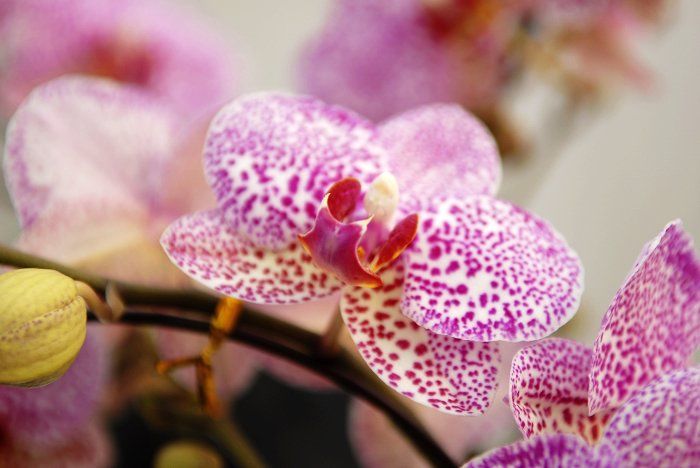 Красивые орхидеи 7