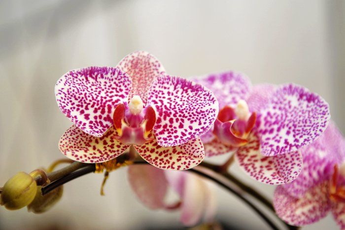 Красивые орхидеи 8